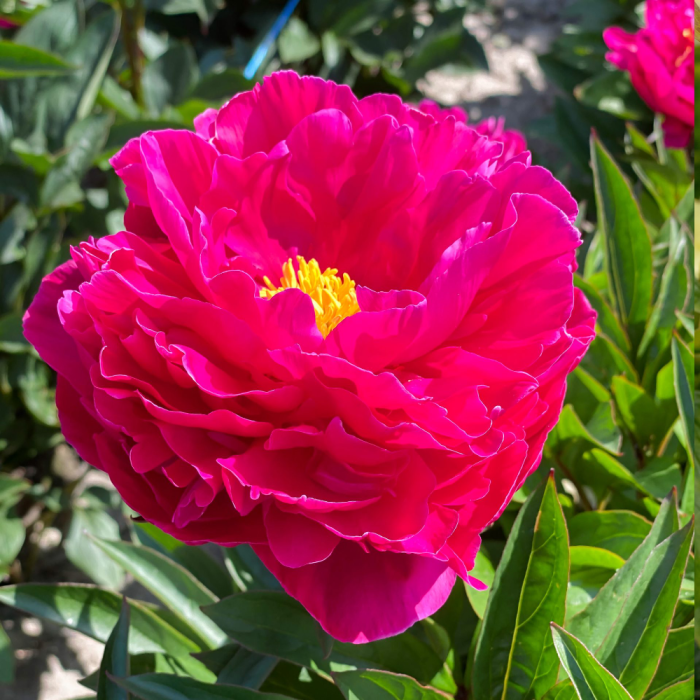 Paeonia Karl Rosenfield