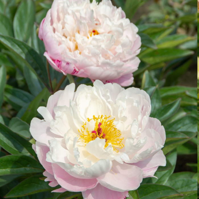 Paeonia 'Lady Alexandra Duff' Paeonia Lady Alexandra Duff