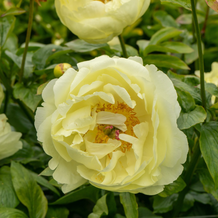 Paeonia Lemon Chiffon