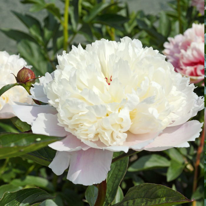 Paeonia Madame Calot