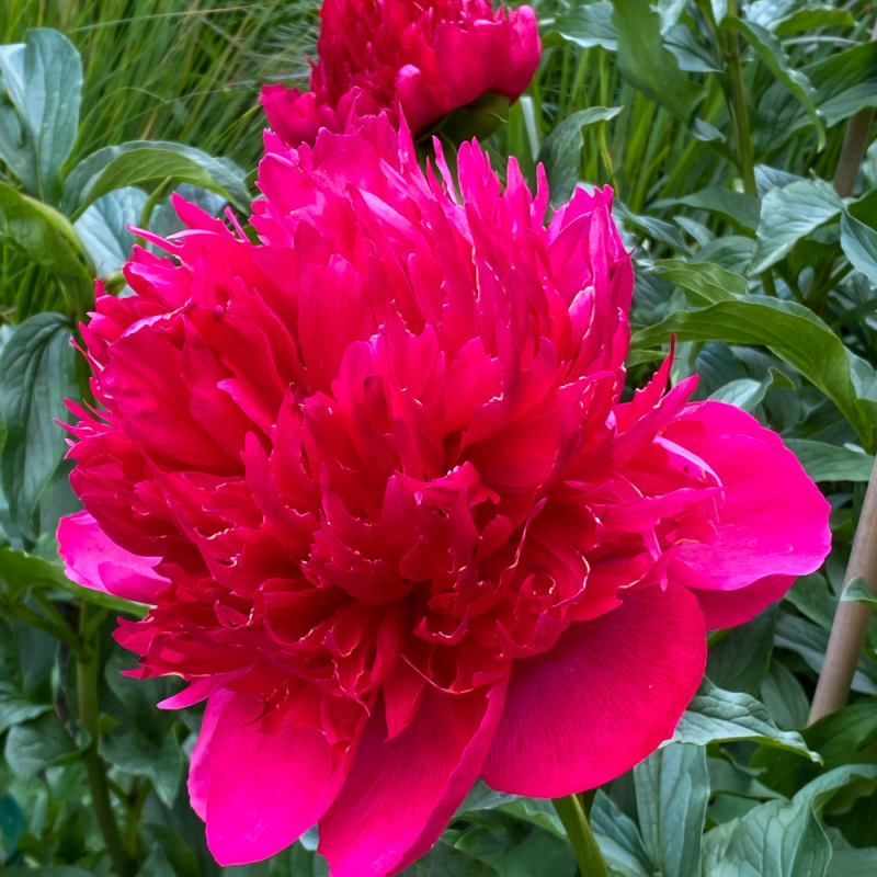 Home 16 Paeonia Many Happy Returns