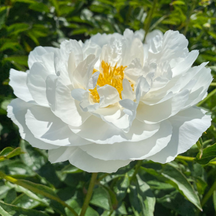 Paeonia 'Miss America' Paeonia Miss America
