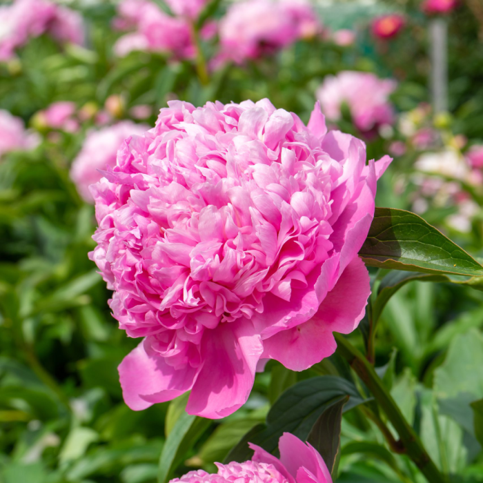 Paeonia ‘Monsieur Juels Elie