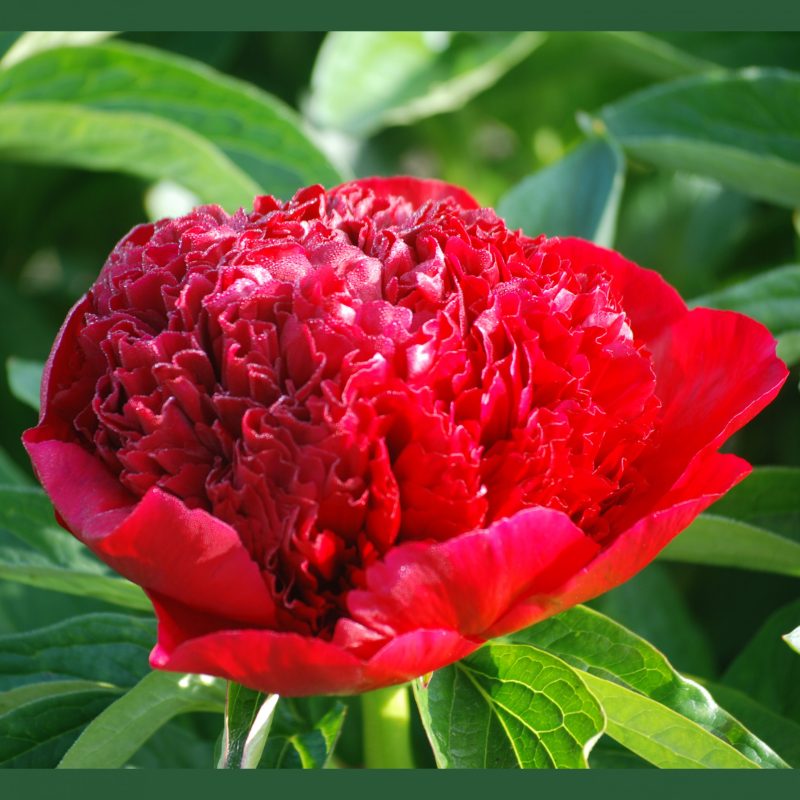 Home 18 Red charm scaled 1