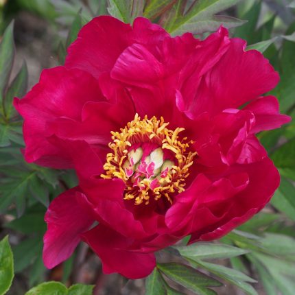Paeonia Itoh ‘Scarlet Heaven’