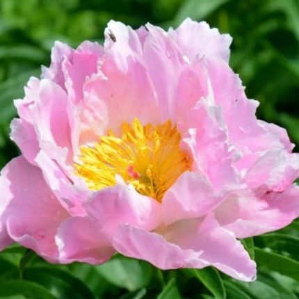 Paeonia lactiflora 'Seashell'