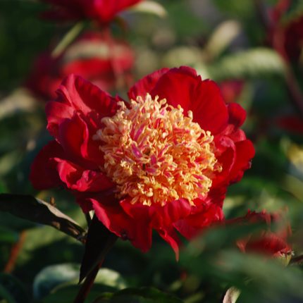 Paeonia lactiflora 'Sword Dance'
