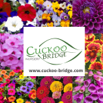 Cuckoo Bridge Nursery 1 cuckoo bridge
