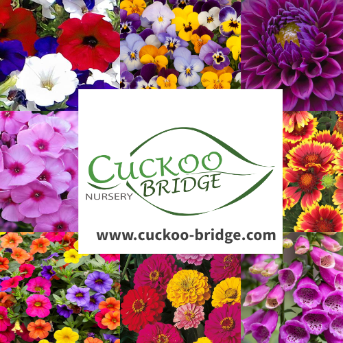 Our Locations 3 cuckoo bridge
