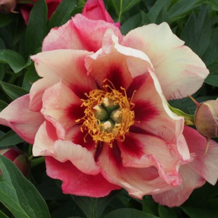 Paeonia Itoh ‘Old Rose Dandy’