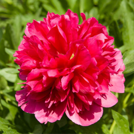 Paeonia lactiflora 'Many Happy Returns'